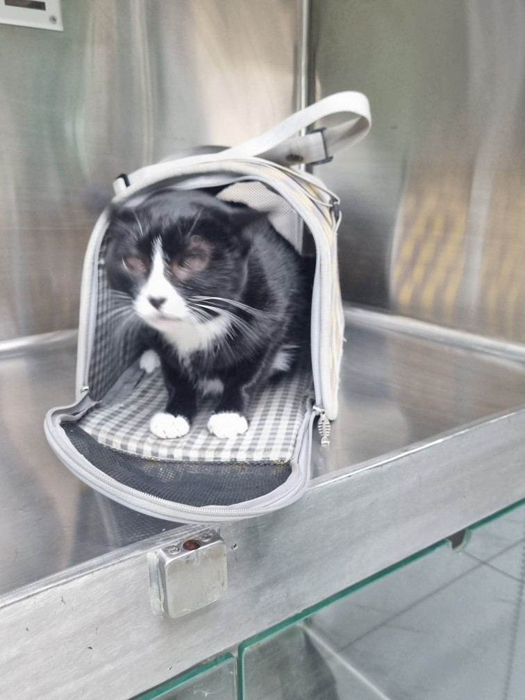 신공항동물병원_428349202500906